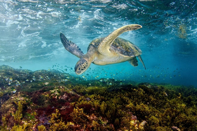 מדריך לאיזון לבן תת ימי WHITE BALANCE