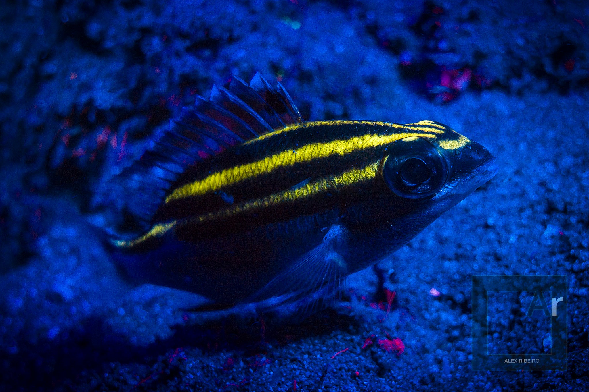 Sea Life Sea Dragon Fluro Dual Beam SL673 מבזק - דוגית