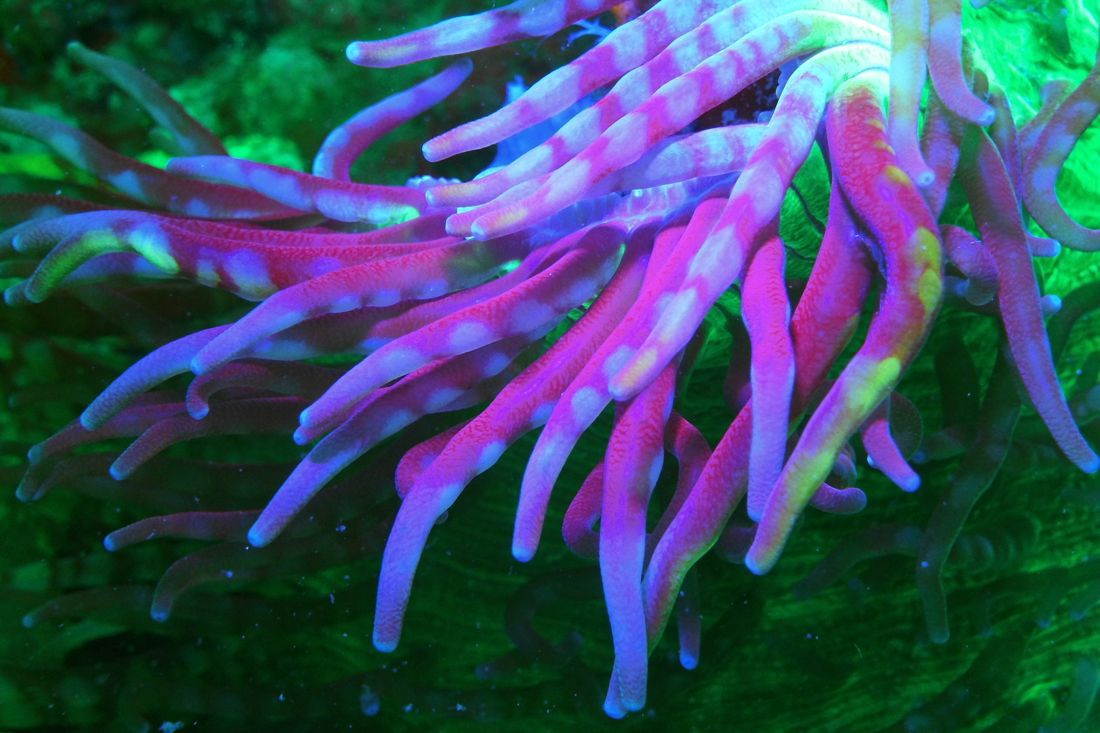 Sea Life Sea Dragon Fluro Dual Beam SL673 מבזק - דוגית