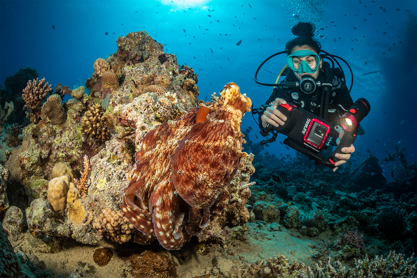 SEA LIFE SportDiver Ultra Smartphone Housing מארז תת ימי מתקדם לסמארטפון - דוגית