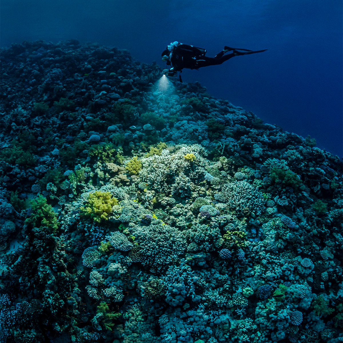 SEA LIFE Sea Dragon 3000F Pro Dual Beam SL679 תאורה לווידאו ותמונה עם קרן אור כפולה