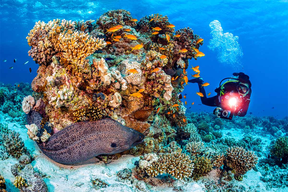 SEA LIFE Sea Dragon 2300F Photo-Video Light SL682 תאורה לוידאו ותמונה - דוגית
