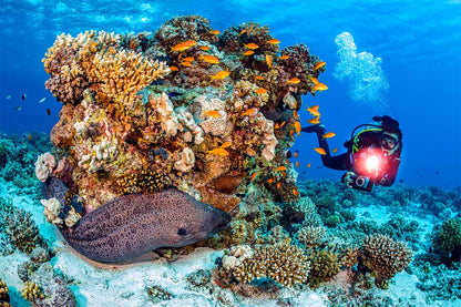 SEA LIFE Sea Dragon 2300F Photo-Video Light SL682 תאורה לוידאו ותמונה - דוגית