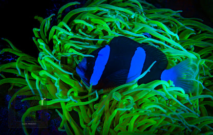 Sea Life Sea Dragon Fluro Dual Beam SL673 מבזק - דוגית