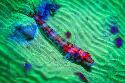 Sea Life Sea Dragon Fluro Dual Beam SL673 מבזק - דוגית