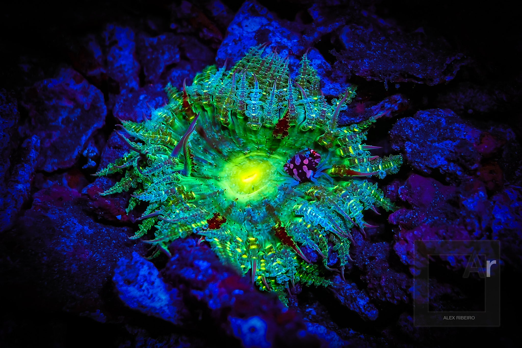 Sea Life Sea Dragon Fluro Dual Beam SL673 מבזק - דוגית