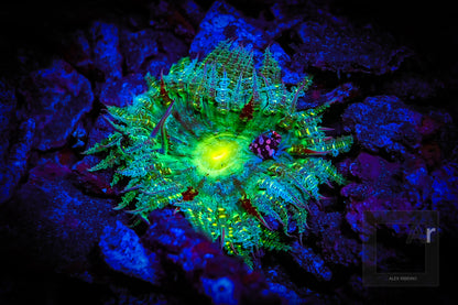 Sea Life Sea Dragon Fluro Dual Beam SL673 מבזק - דוגית