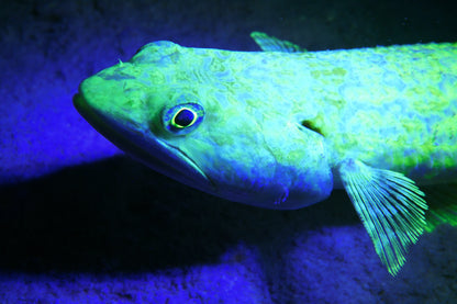 Sea Life Sea Dragon Fluro Dual Beam SL673 מבזק - דוגית