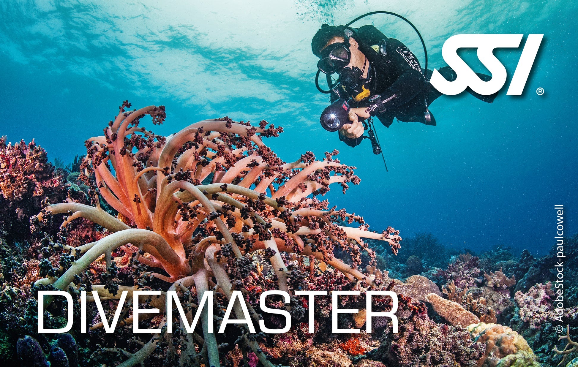Dive Guide / Divemaster Kit תעודת SSI דיגיטלית לקורסי צלילה: התמחות מוביל צלילה + דייבמאסטר - דוגית
