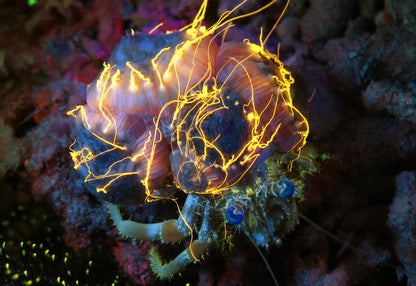 Sea Life Sea Dragon Fluro Dual Beam SL673 מבזק - דוגית
