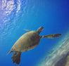 מארז פילטרים לצילום תת ימי PolarPro Aqua Filter 3-Pack - דוגית